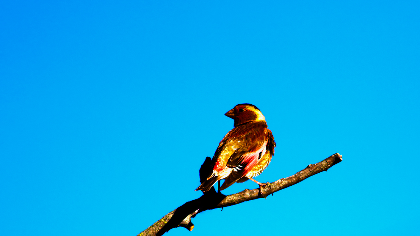 Crimson-winged Finch